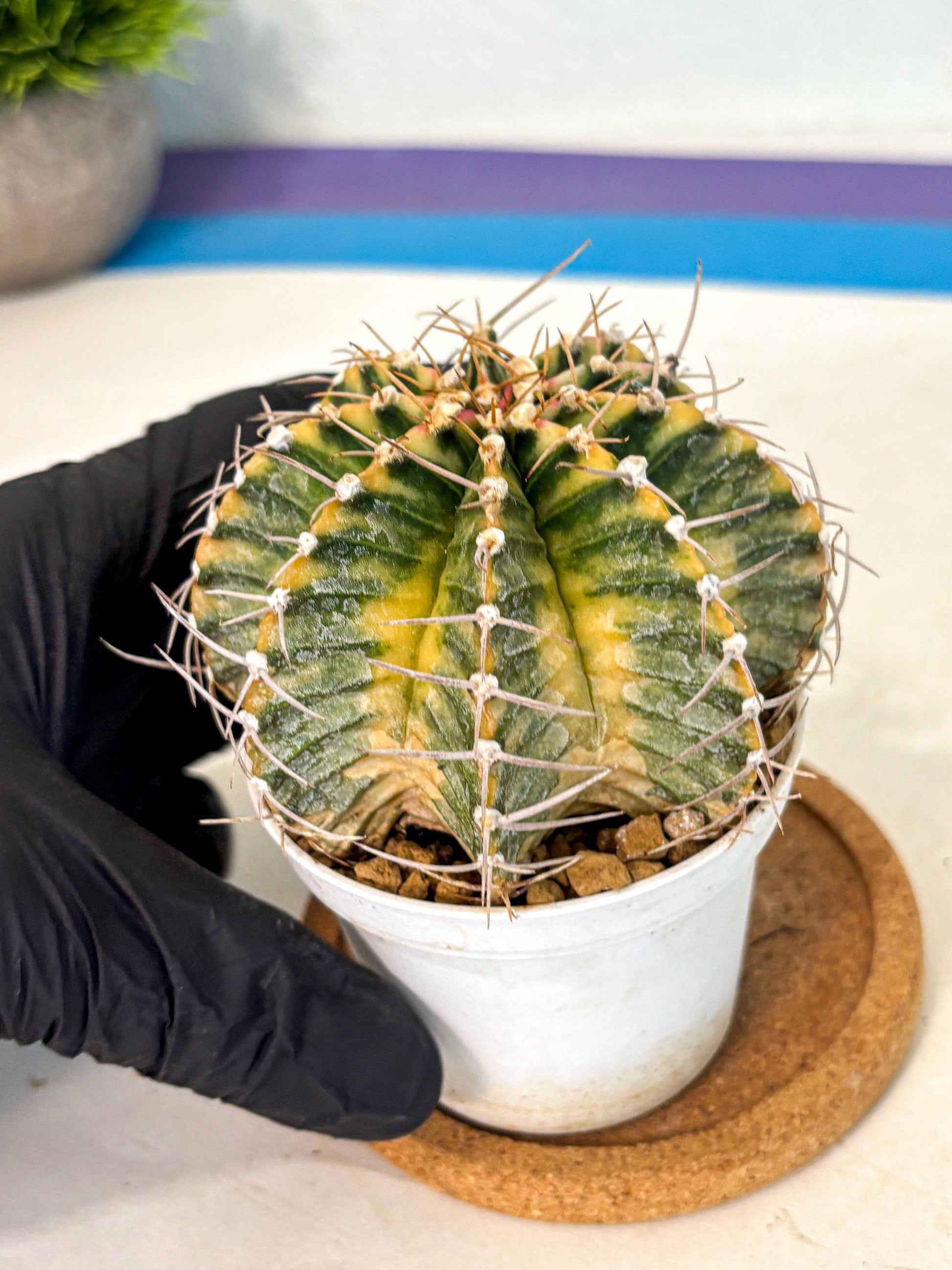 Gymnocalycium Lb Hybrid (gy4) (g6) | Mature Cactus