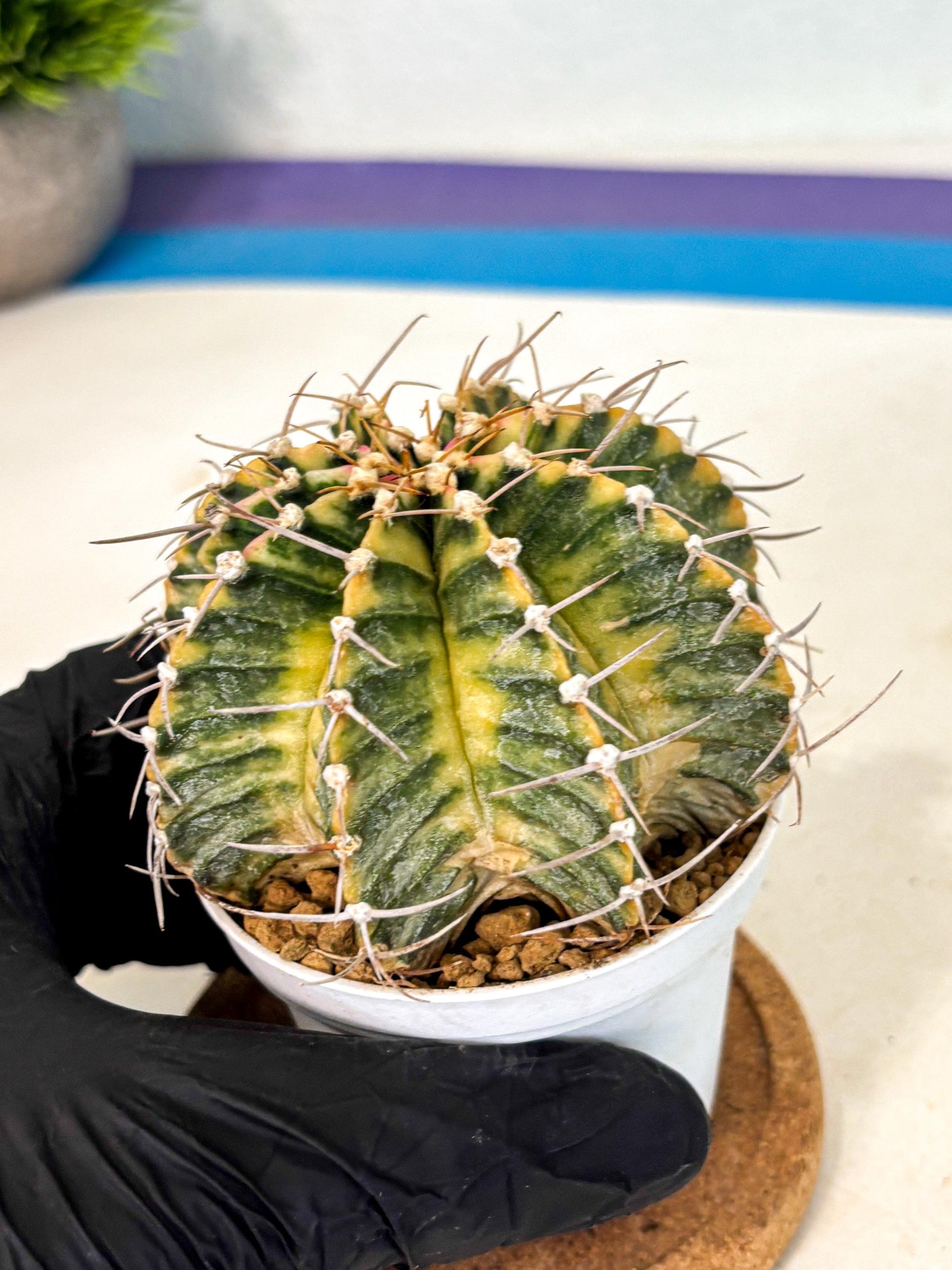 Gymnocalycium Lb Hybrid (gy4) (g6) | Mature Cactus