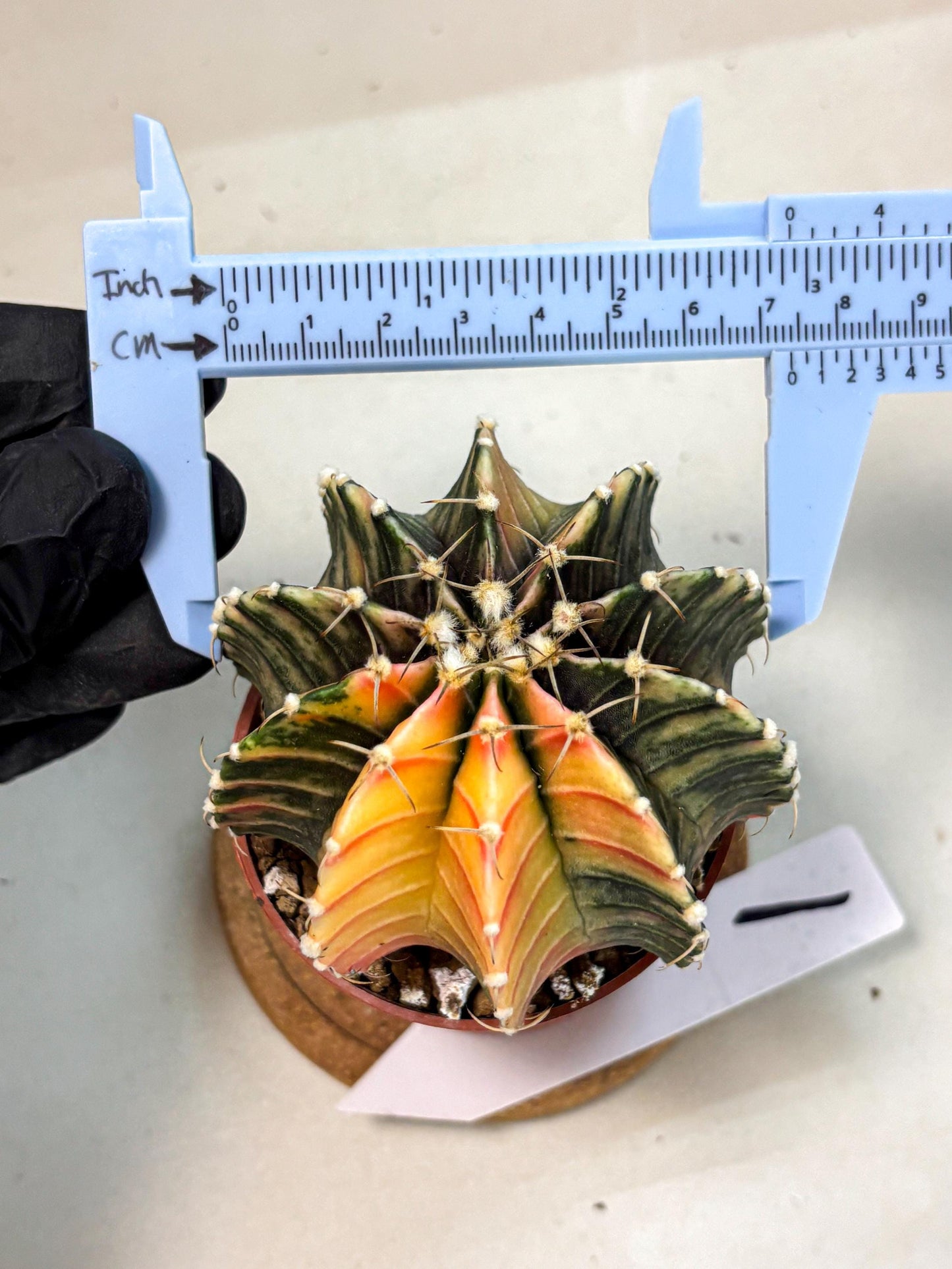 Gymnocalycium Lb Hybrid (gy4) (r1) | Mature Cactus