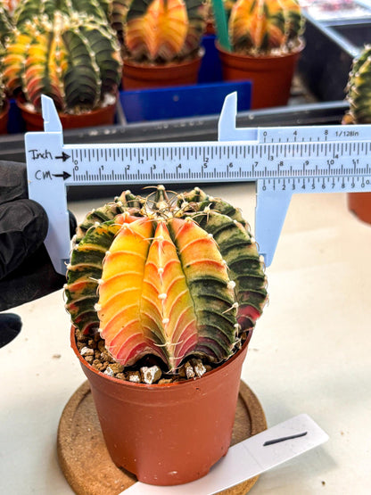 Gymnocalycium Lb Hybrid (gy4) (r1) | Mature Cactus
