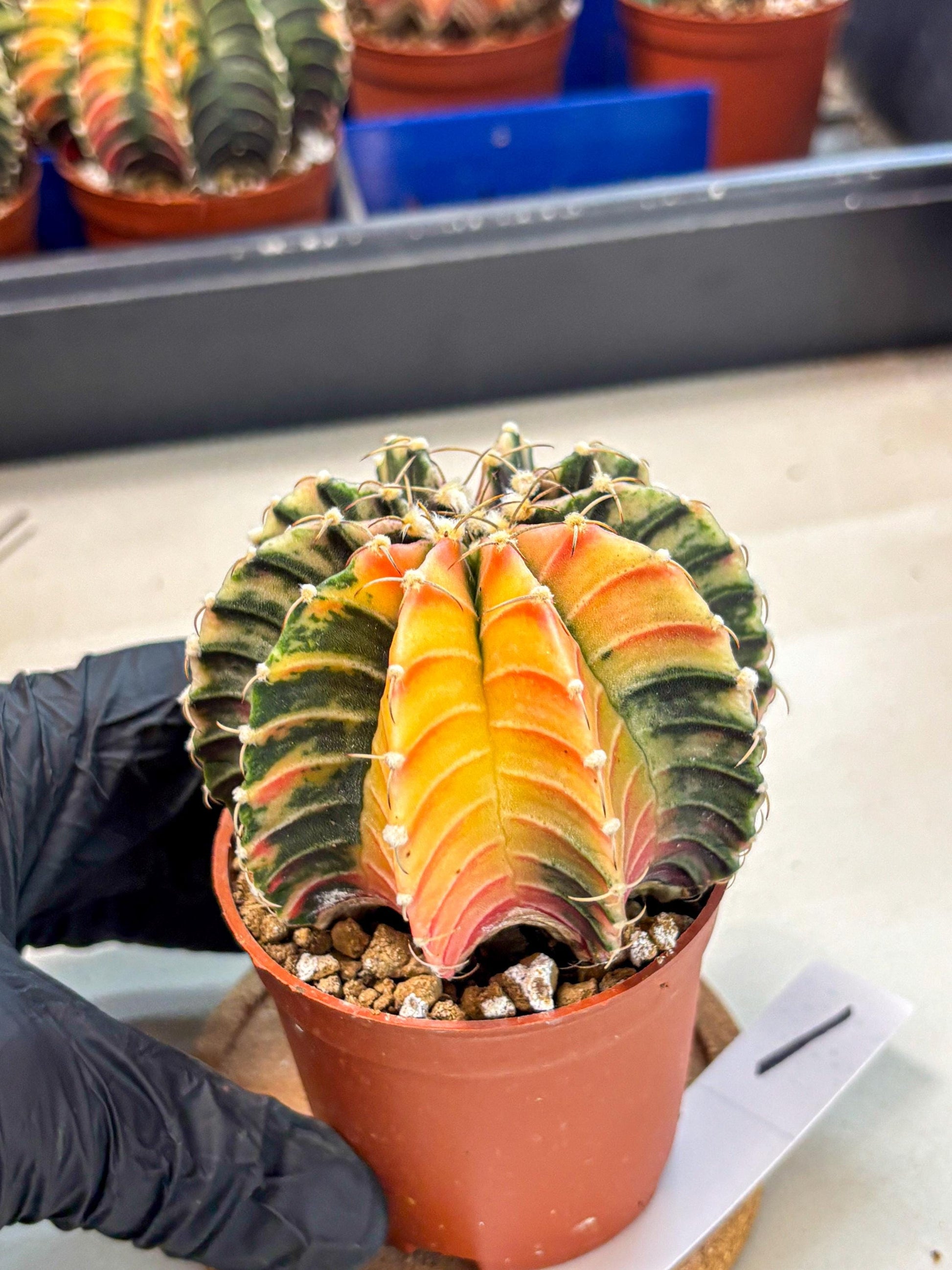 Gymnocalycium Lb Hybrid (gy4) (r1) | Mature Cactus