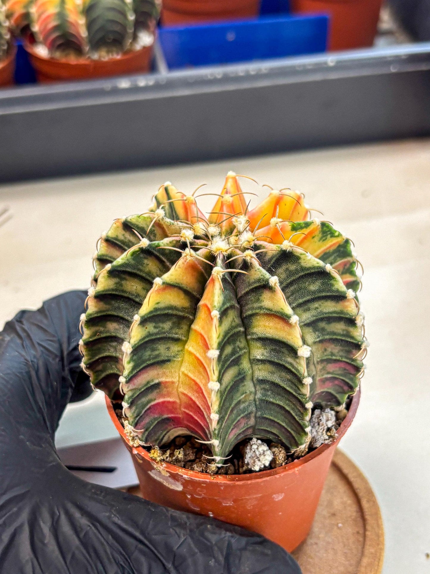Gymnocalycium Lb Hybrid (gy4) (r1) | Mature Cactus