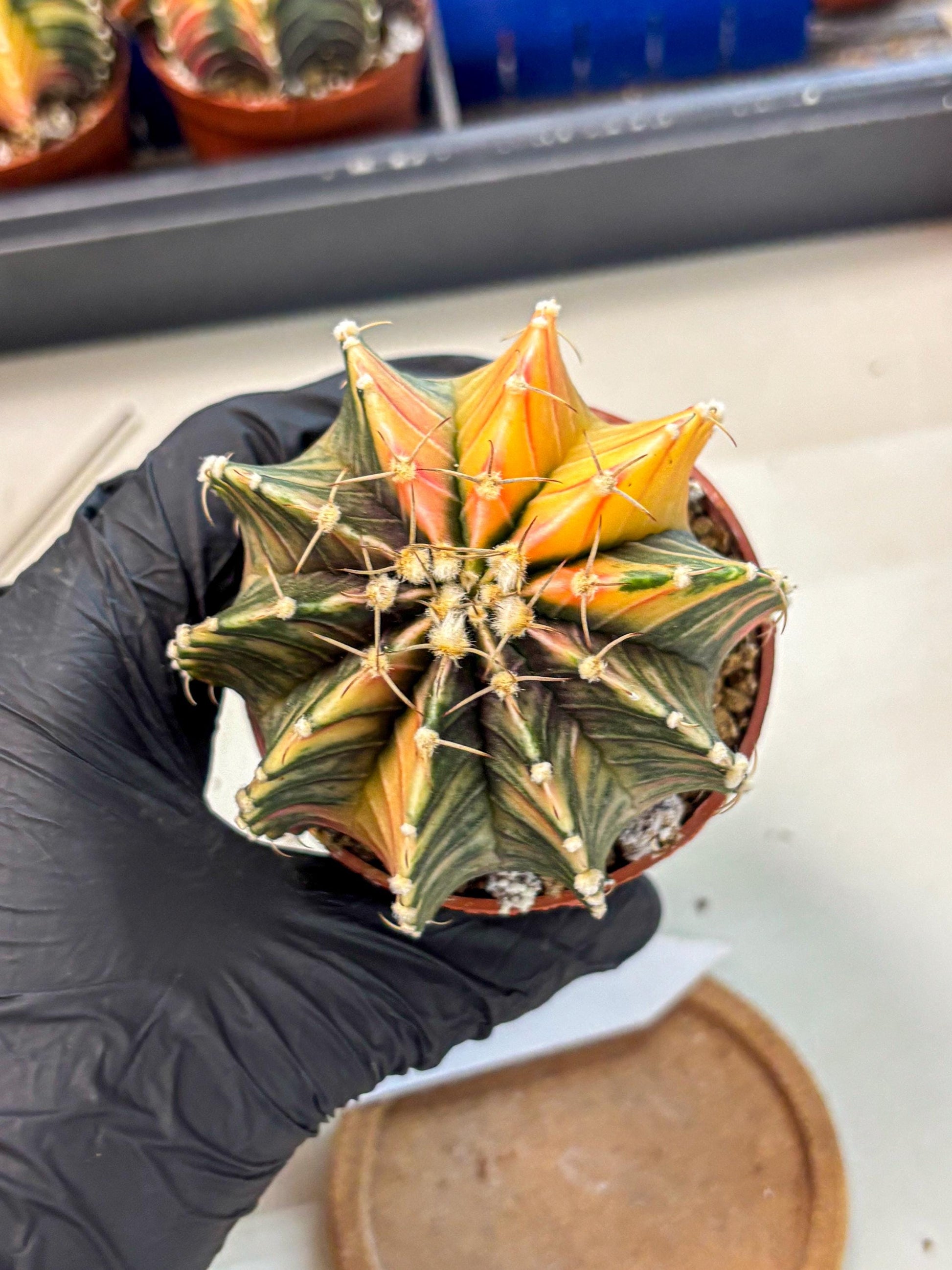 Gymnocalycium Lb Hybrid (gy4) (r1) | Mature Cactus