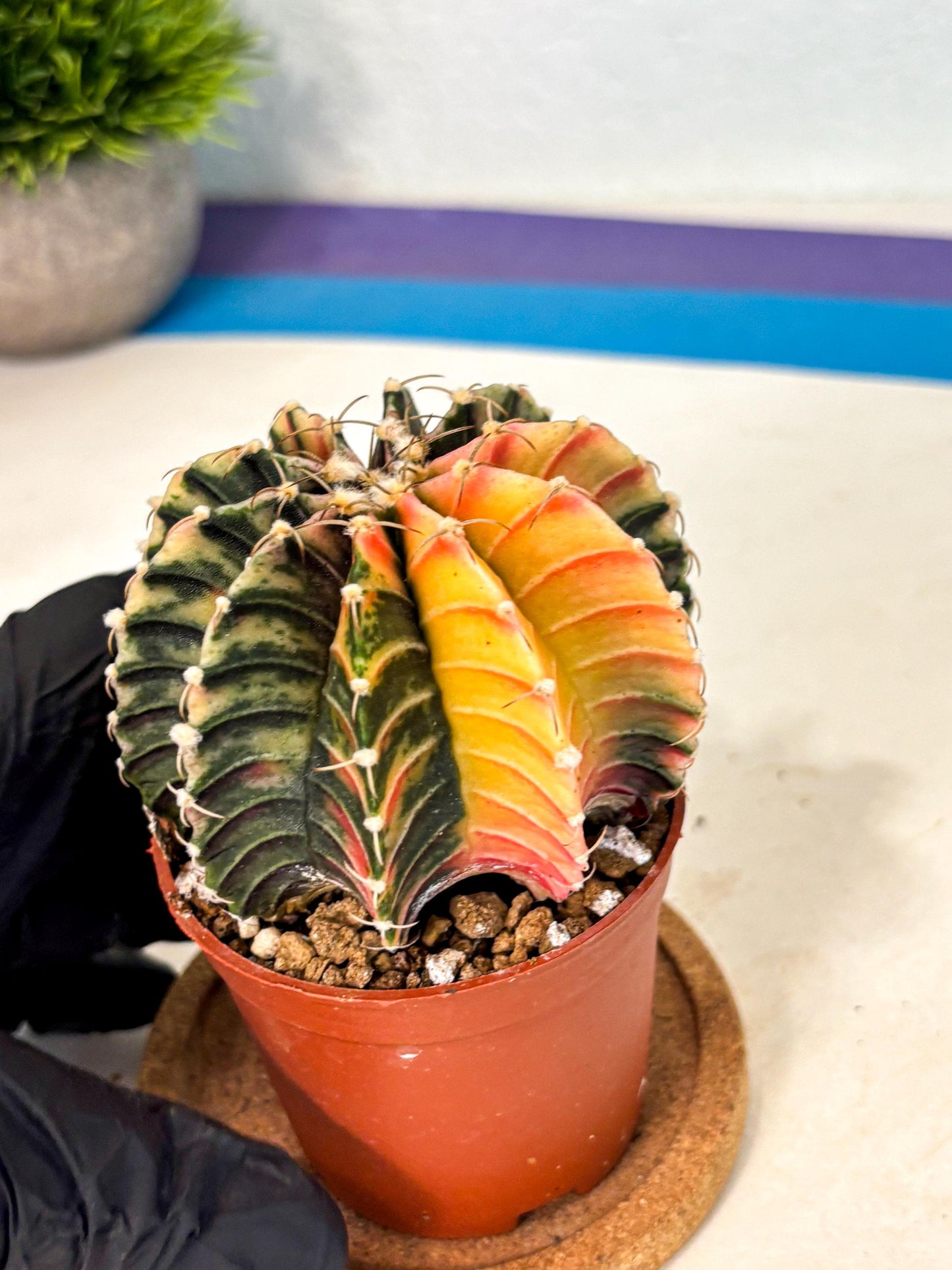 Gymnocalycium Lb Hybrid (gy4) (r1) | Mature Cactus