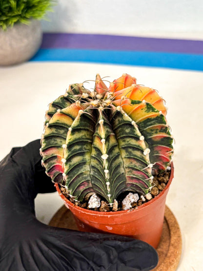 Gymnocalycium Lb Hybrid (gy4) (r1) | Mature Cactus