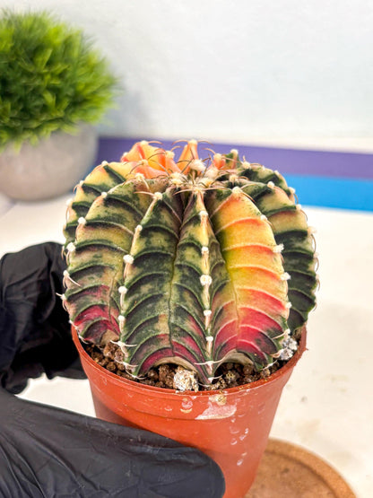 Gymnocalycium Lb Hybrid (gy4) (r1) | Mature Cactus