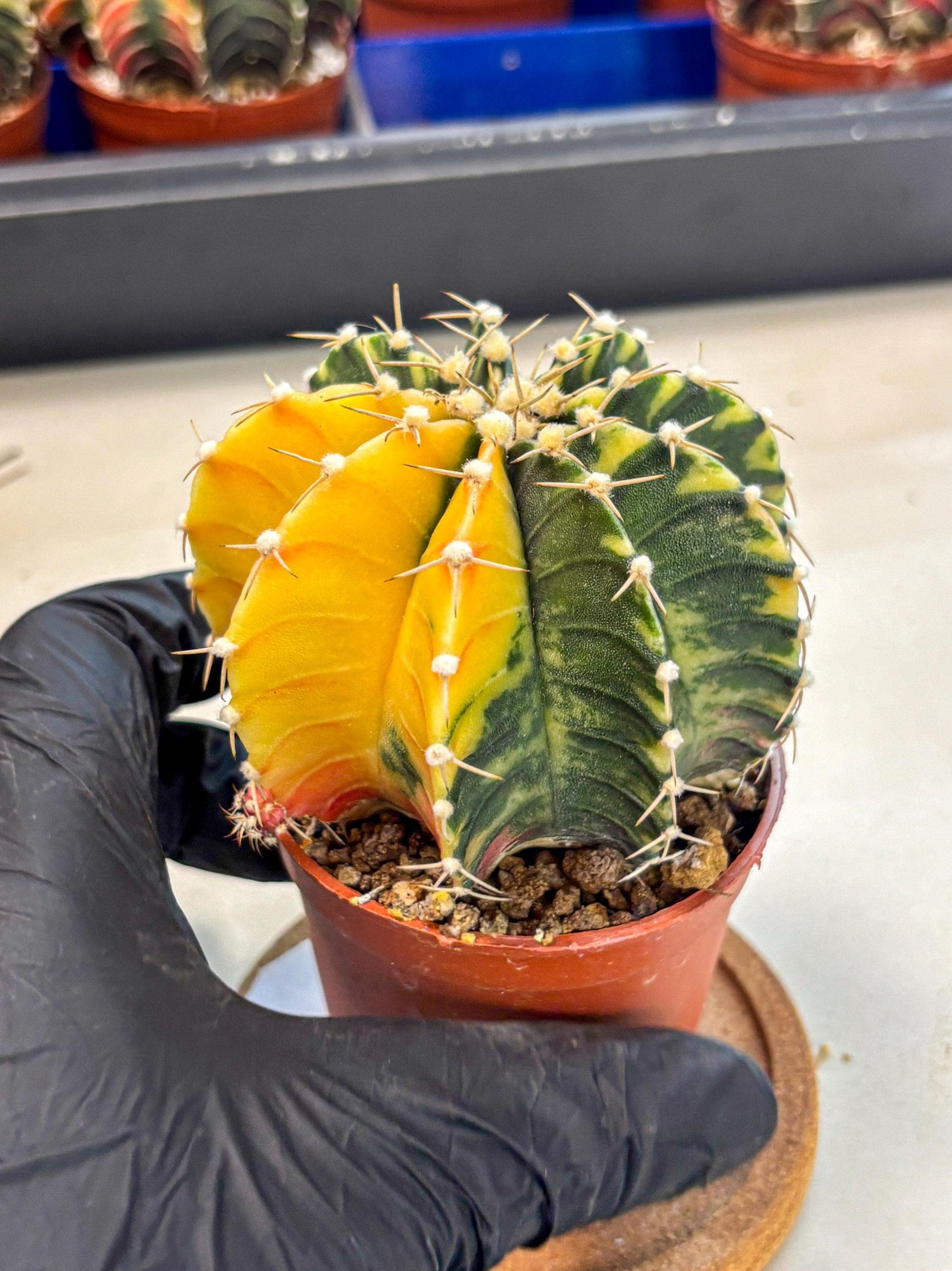 Gymnocalycium Lb Hybrid (gy4) (r2) | Mature Cactus