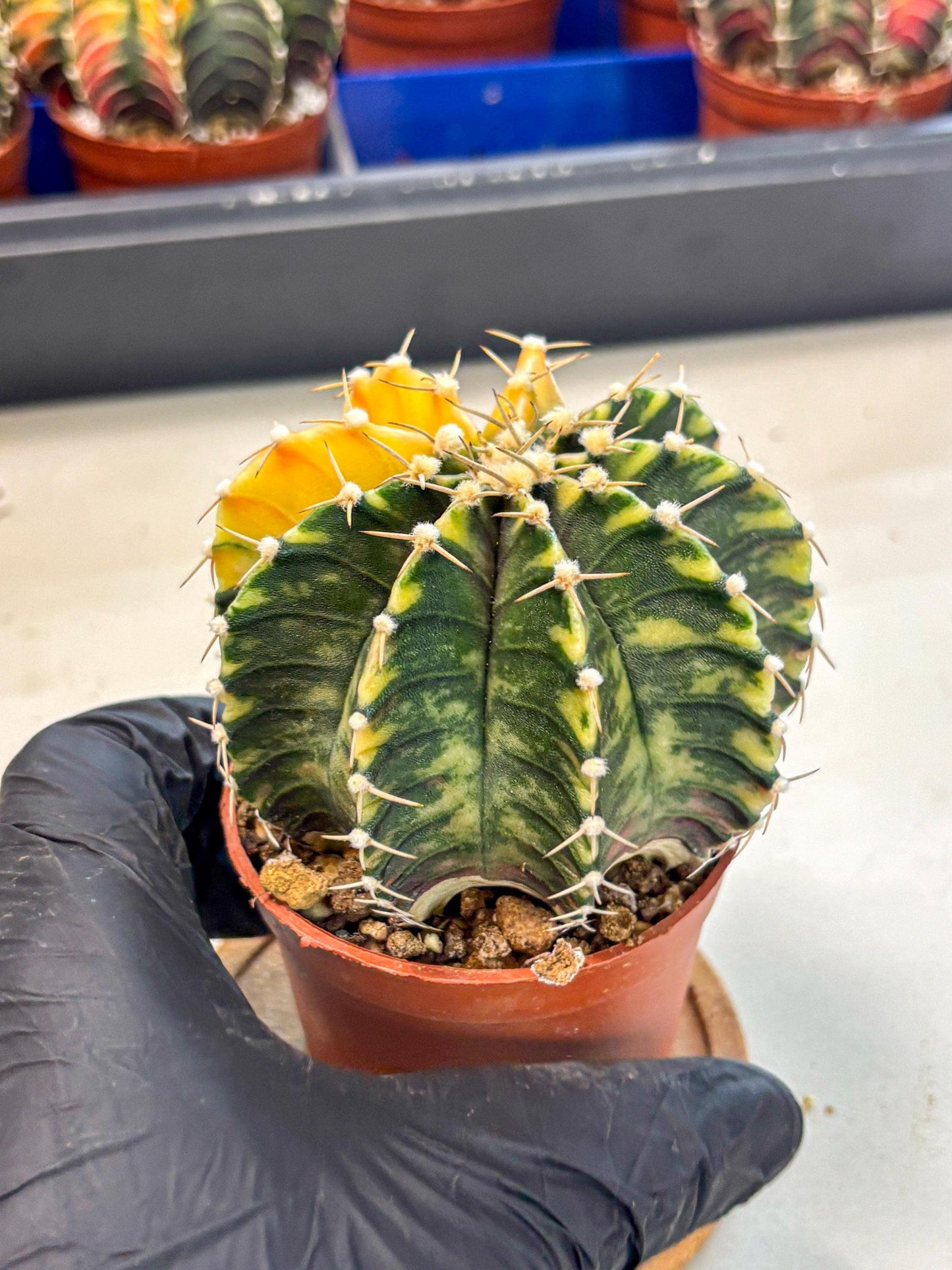 Gymnocalycium Lb Hybrid (gy4) (r2) | Mature Cactus