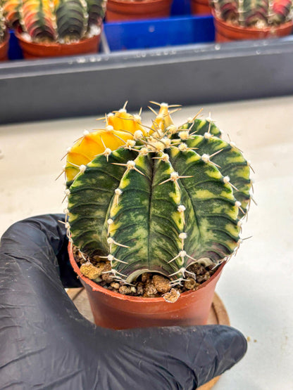 Gymnocalycium Lb Hybrid (gy4) (r2) | Mature Cactus