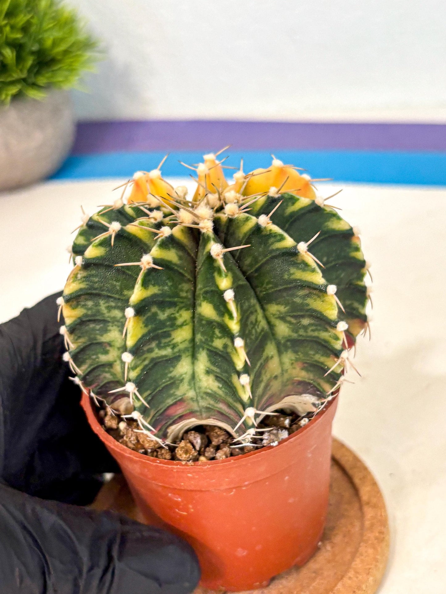 Gymnocalycium Lb Hybrid (gy4) (r2) | Mature Cactus