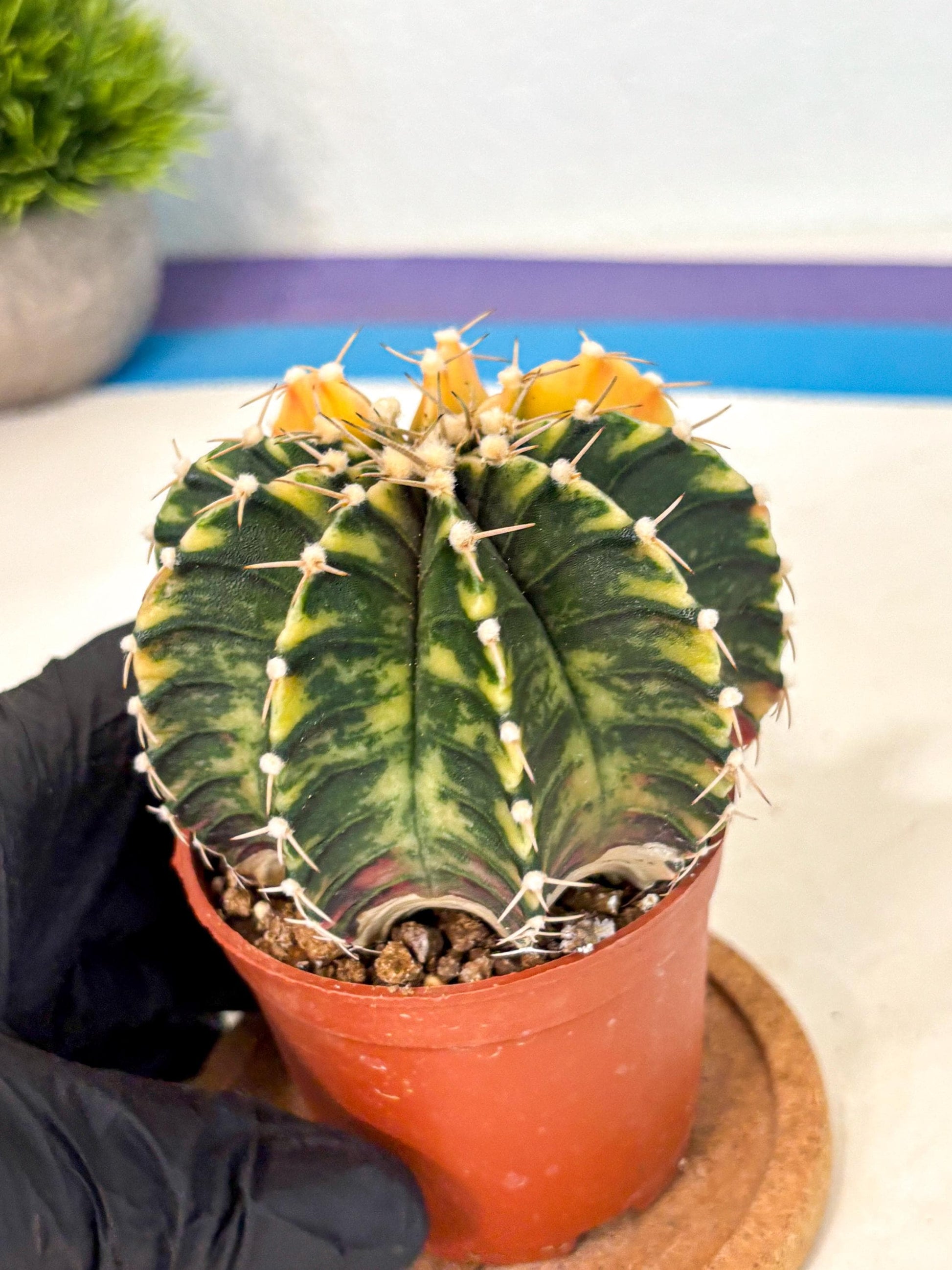 Gymnocalycium Lb Hybrid (gy4) (r2) | Mature Cactus