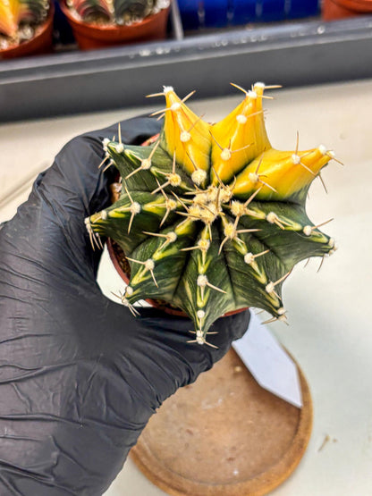 Gymnocalycium Lb Hybrid (gy4) (r2) | Mature Cactus