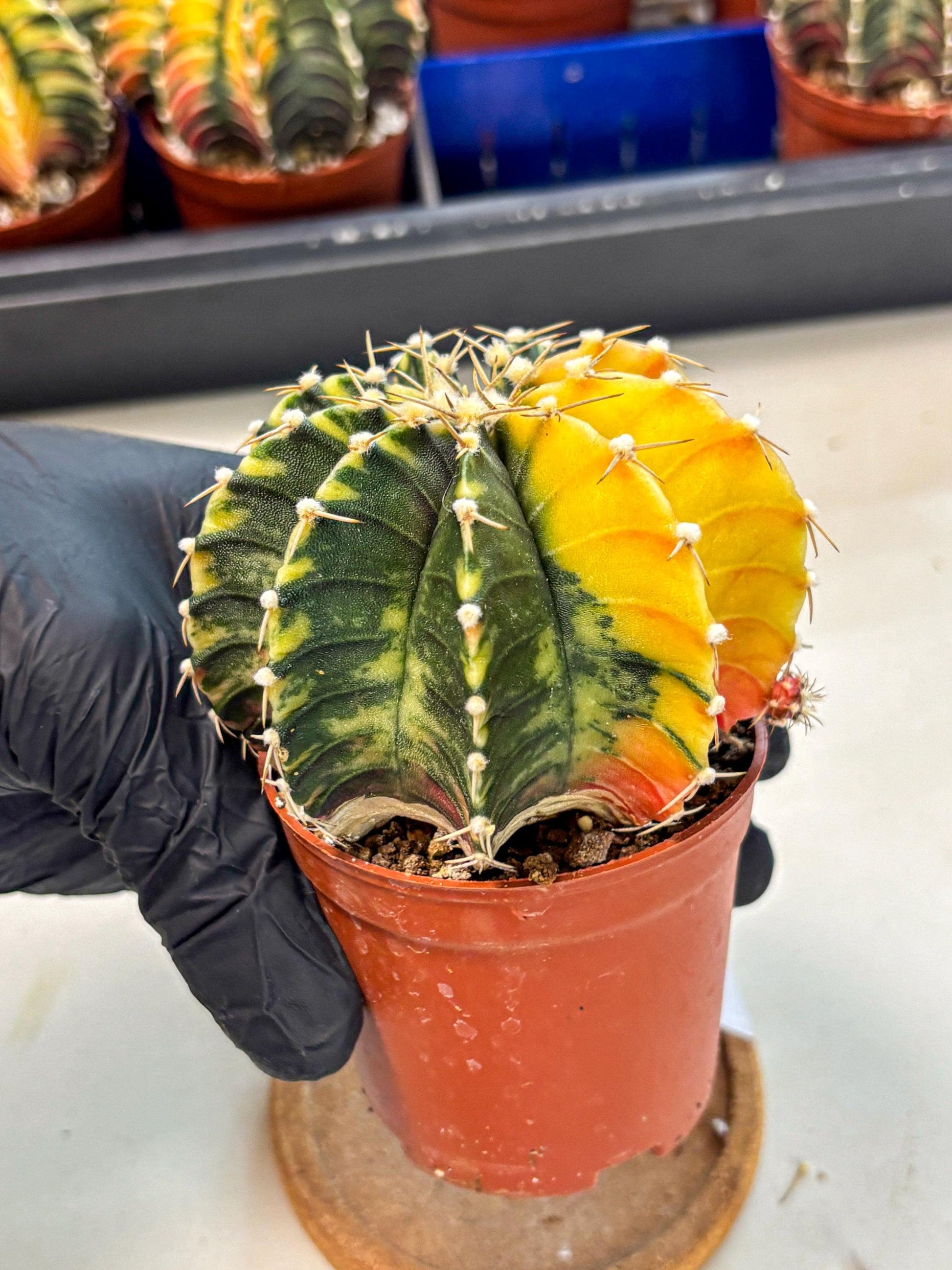 Gymnocalycium Lb Hybrid (gy4) (r2) | Mature Cactus
