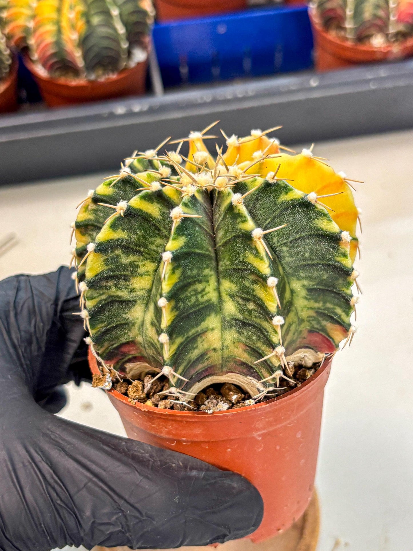 Gymnocalycium Lb Hybrid (gy4) (r2) | Mature Cactus