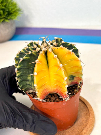 Gymnocalycium Lb Hybrid (gy4) (r2) | Mature Cactus