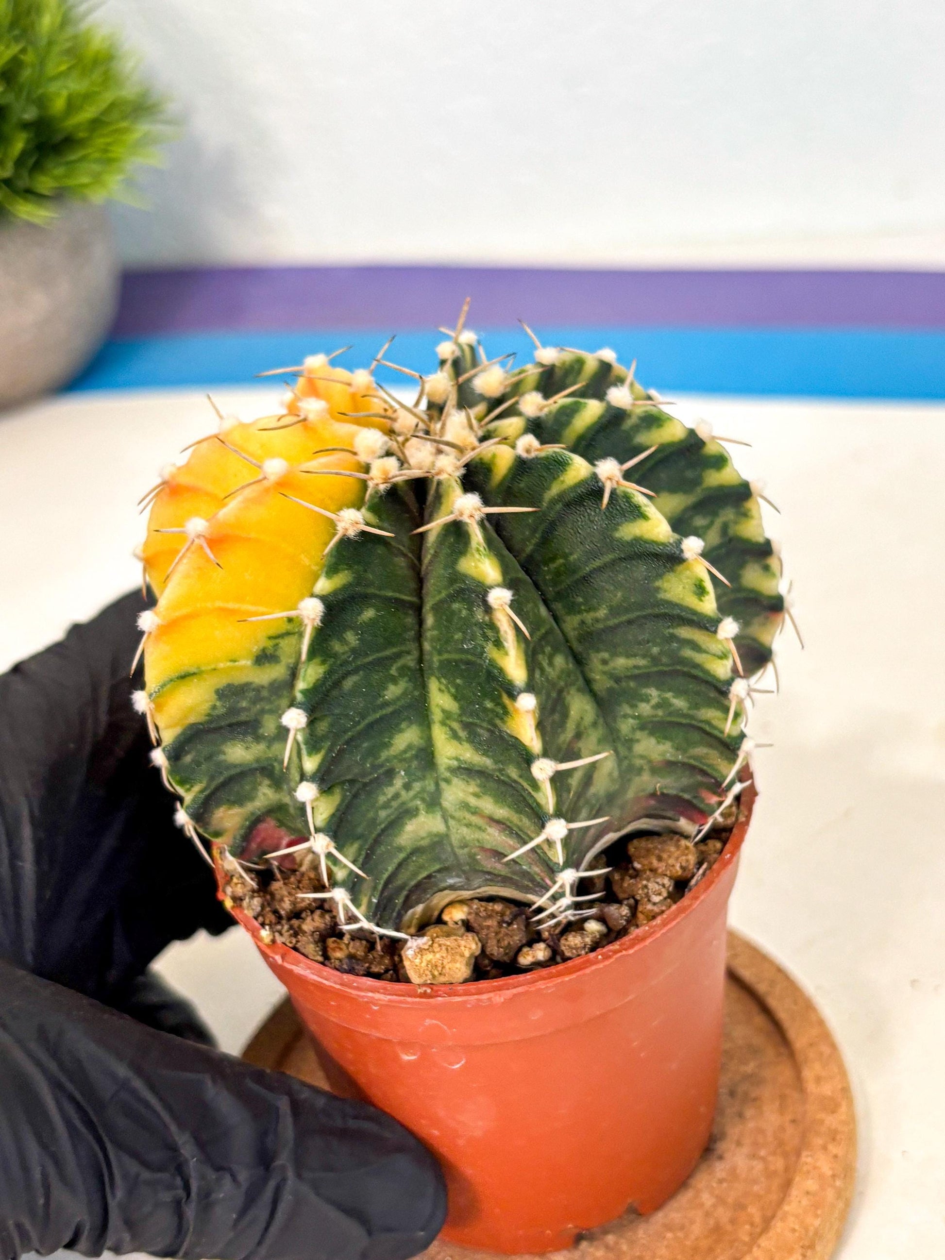 Gymnocalycium Lb Hybrid (gy4) (r2) | Mature Cactus