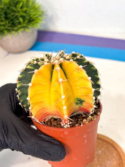 Gymnocalycium Lb Hybrid (gy4) (r2) | Mature Cactus