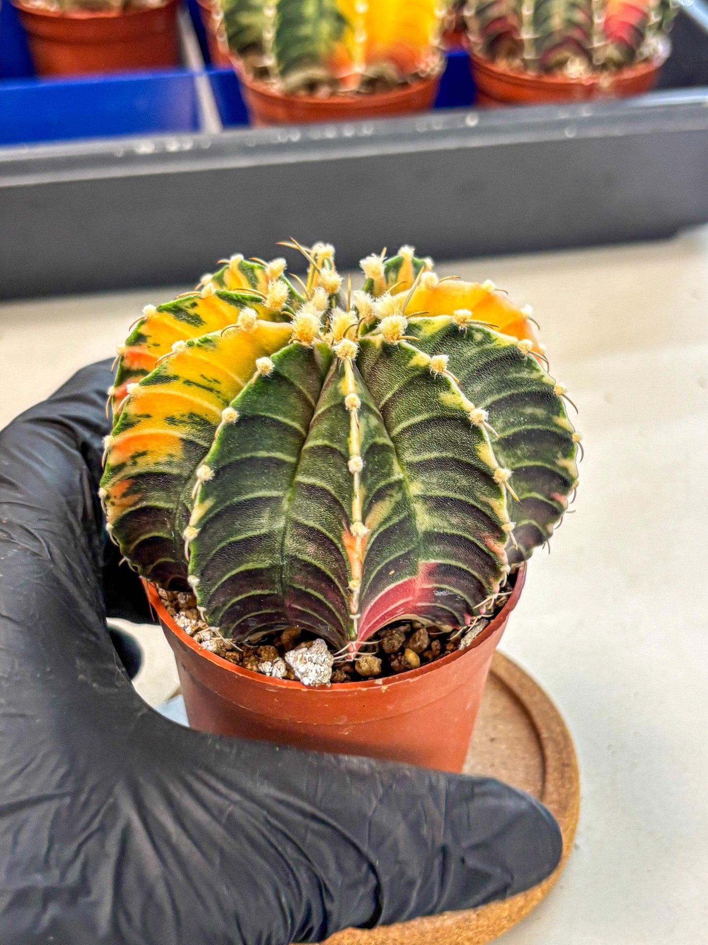 Gymnocalycium Lb Hybrid (gy4) (r3) | Mature Cactus
