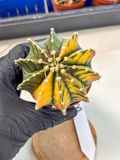 Gymnocalycium Lb Hybrid (gy4) (r3) | Mature Cactus