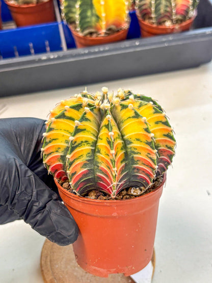 Gymnocalycium Lb Hybrid (gy4) (r3) | Mature Cactus