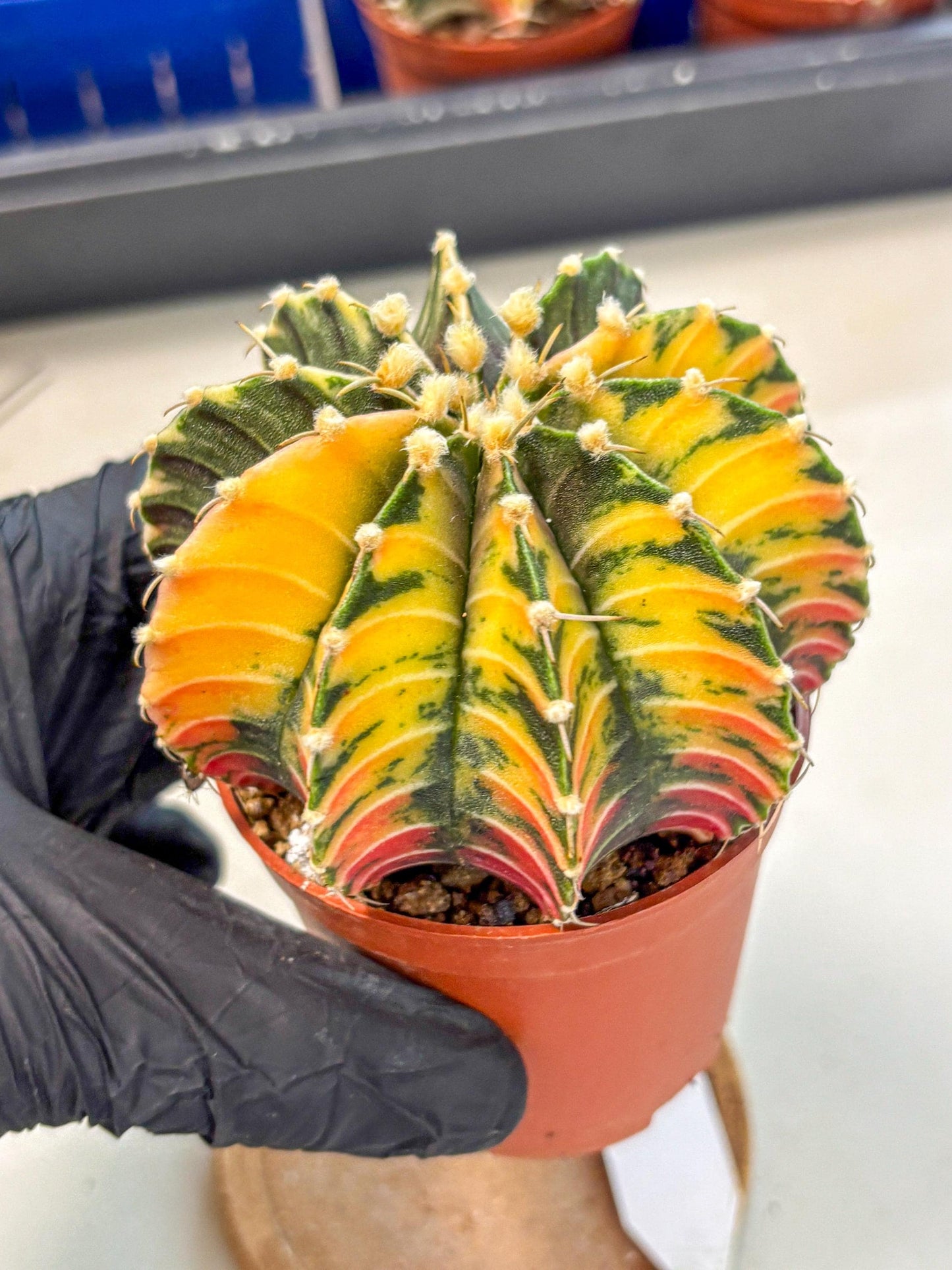 Gymnocalycium Lb Hybrid (gy4) (r3) | Mature Cactus