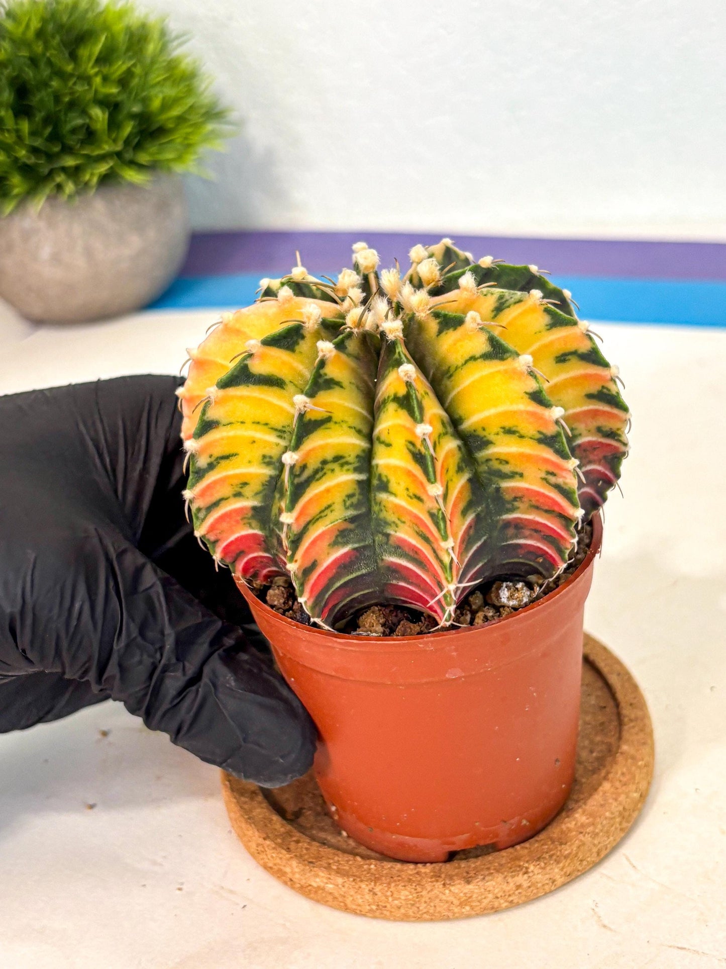Gymnocalycium Lb Hybrid (gy4) (r3) | Mature Cactus