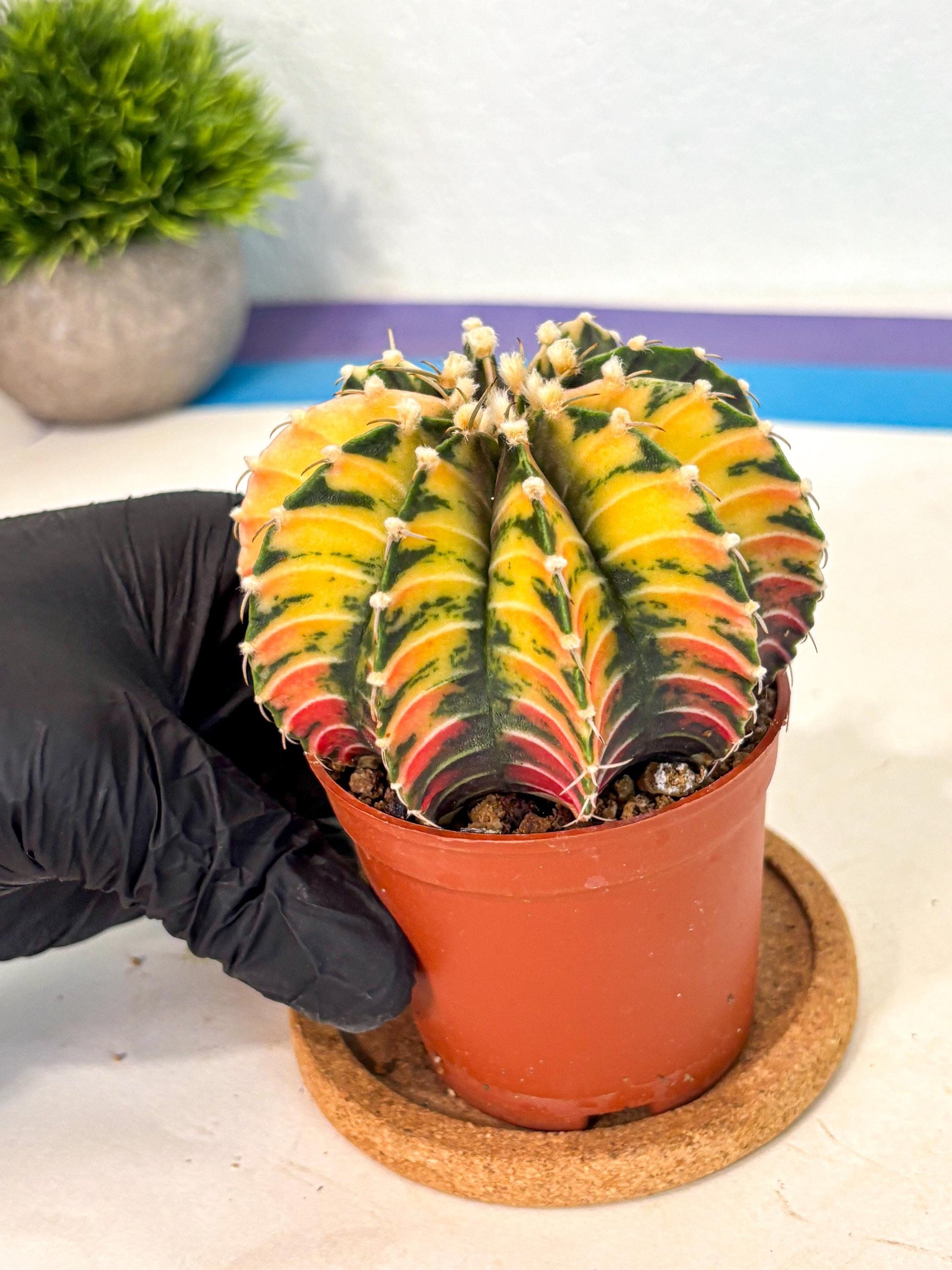 Gymnocalycium Lb Hybrid (gy4) (r3) | Mature Cactus