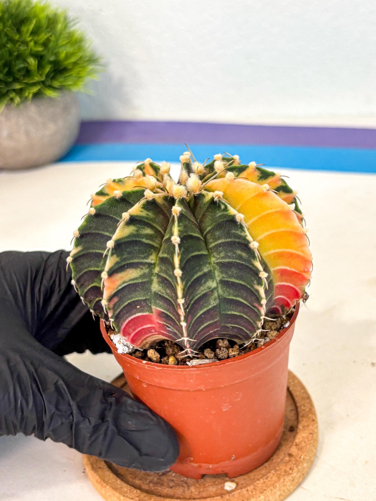 Gymnocalycium Lb Hybrid (gy4) (r3) | Mature Cactus