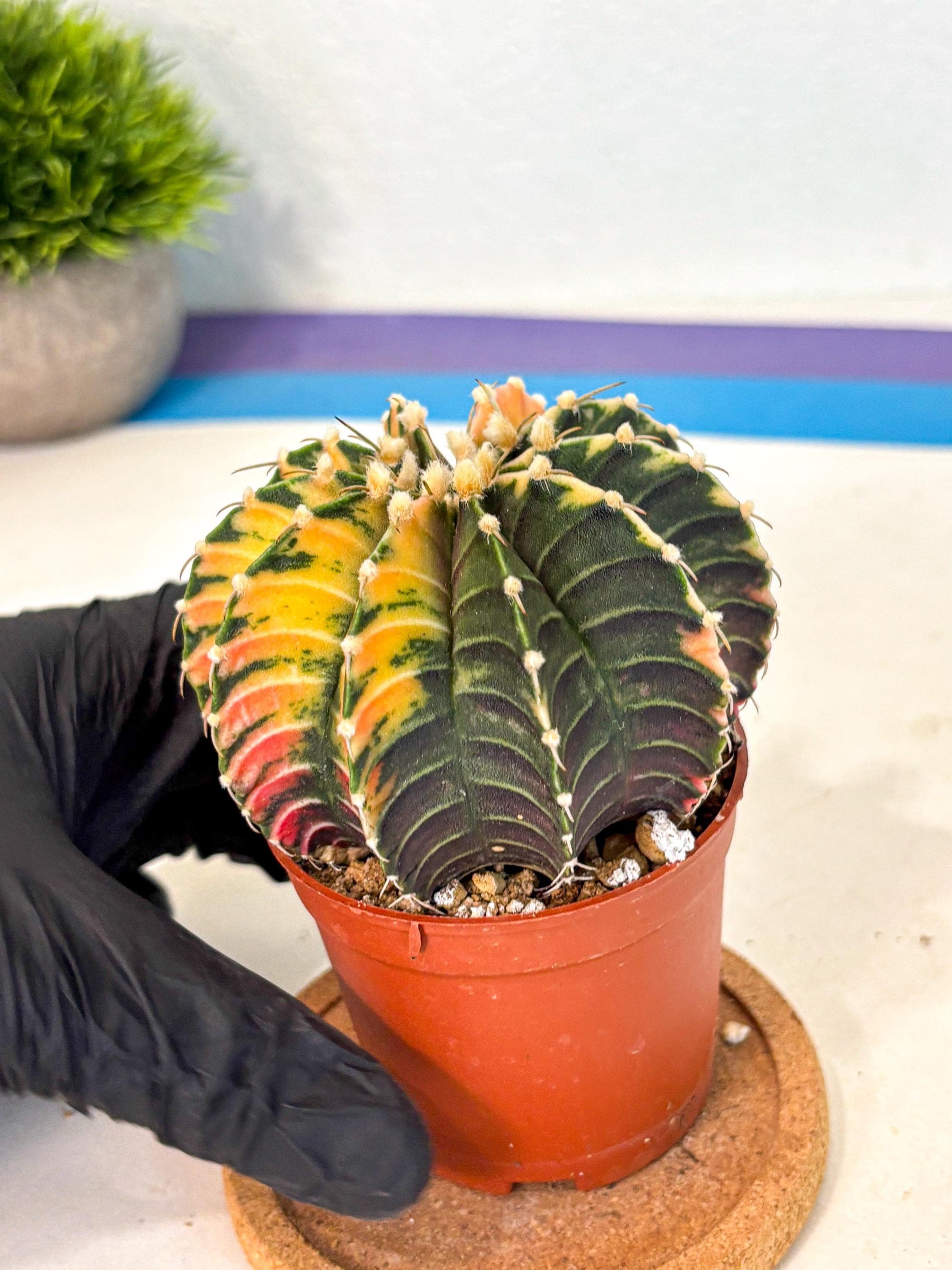 Gymnocalycium Lb Hybrid (gy4) (r3) | Mature Cactus