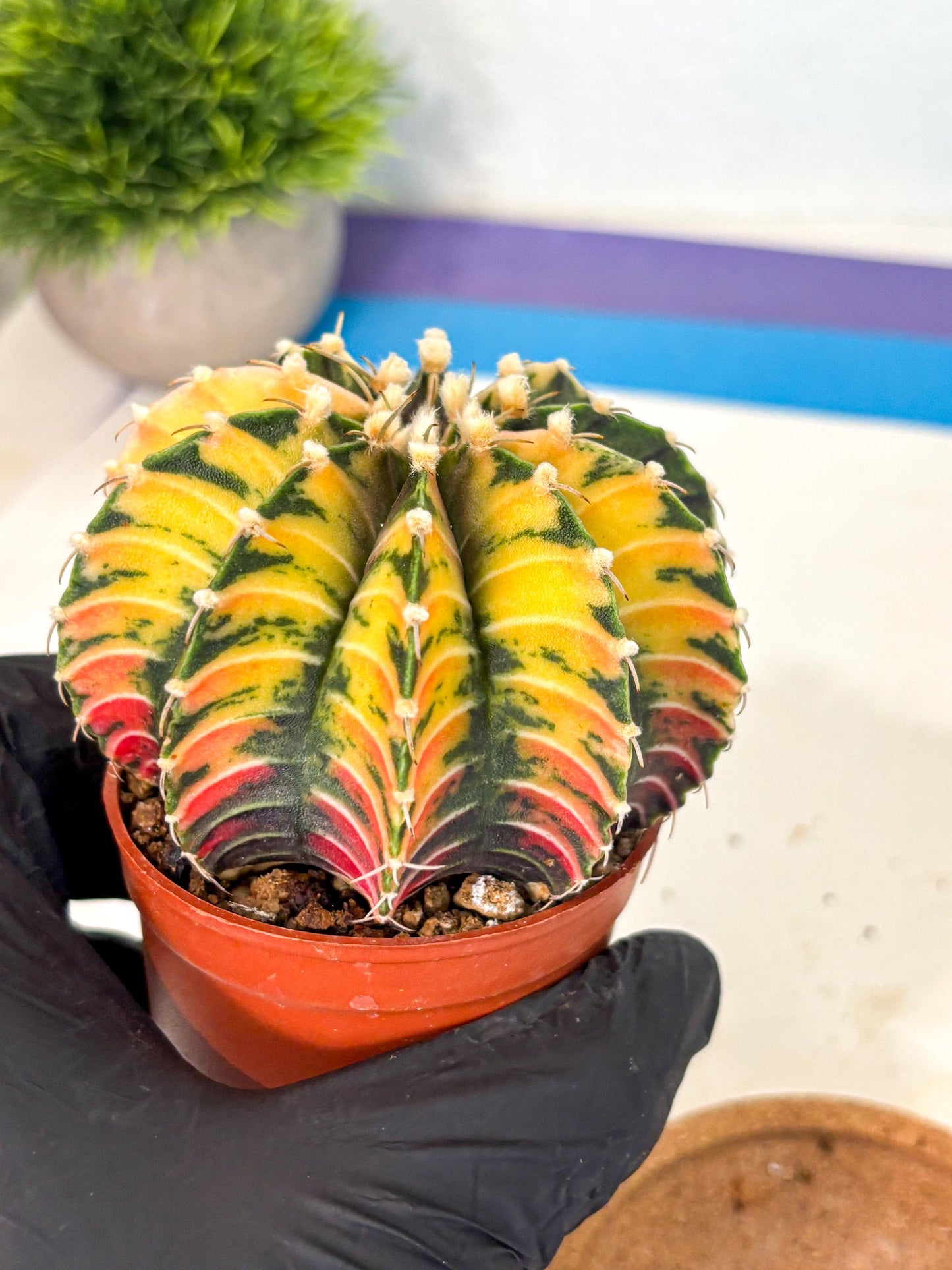 Gymnocalycium Lb Hybrid (gy4) (r3) | Mature Cactus