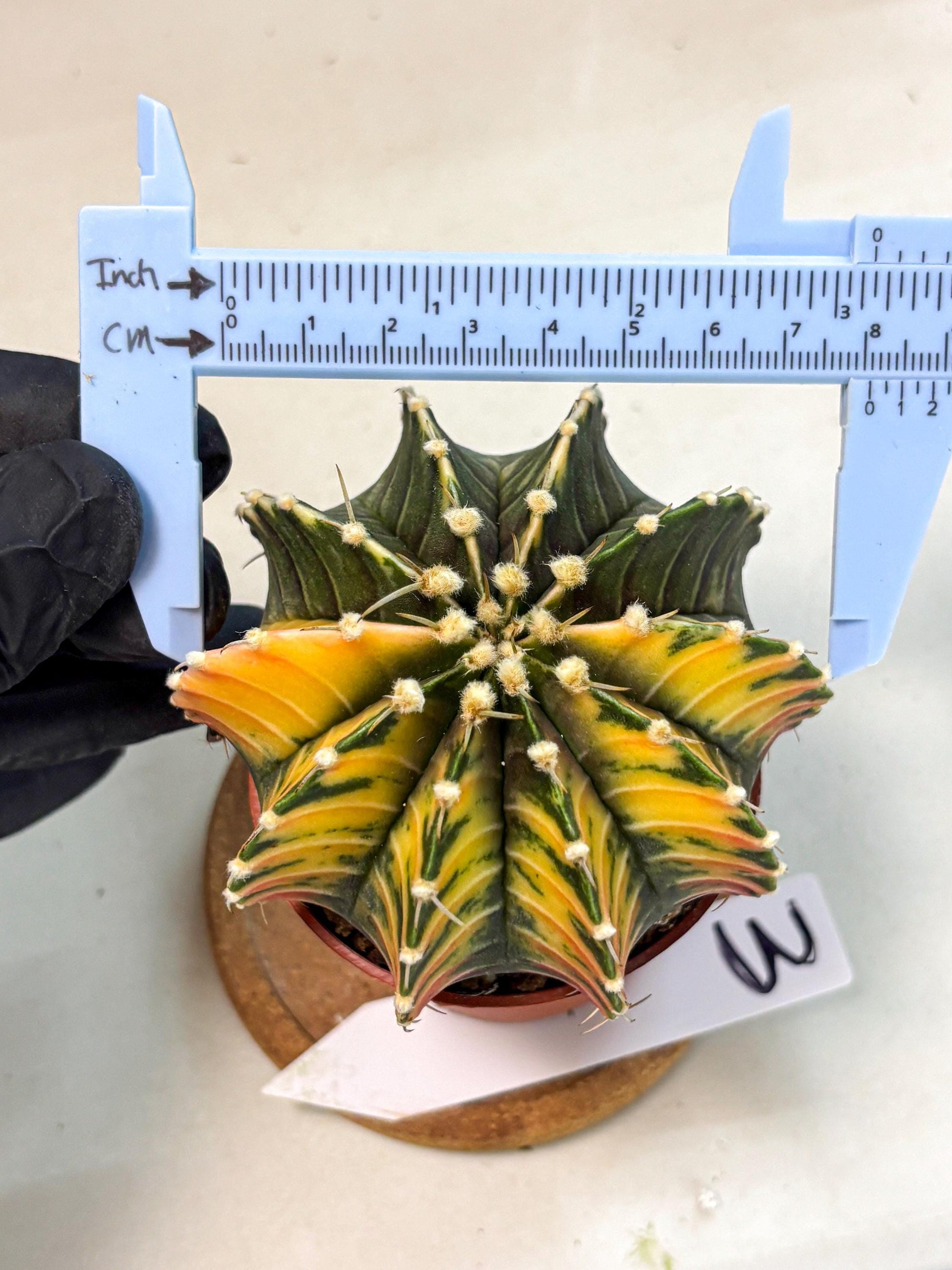 Gymnocalycium Lb Hybrid (gy4) (r3) | Mature Cactus