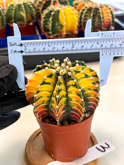 Gymnocalycium Lb Hybrid (gy4) (r3) | Mature Cactus