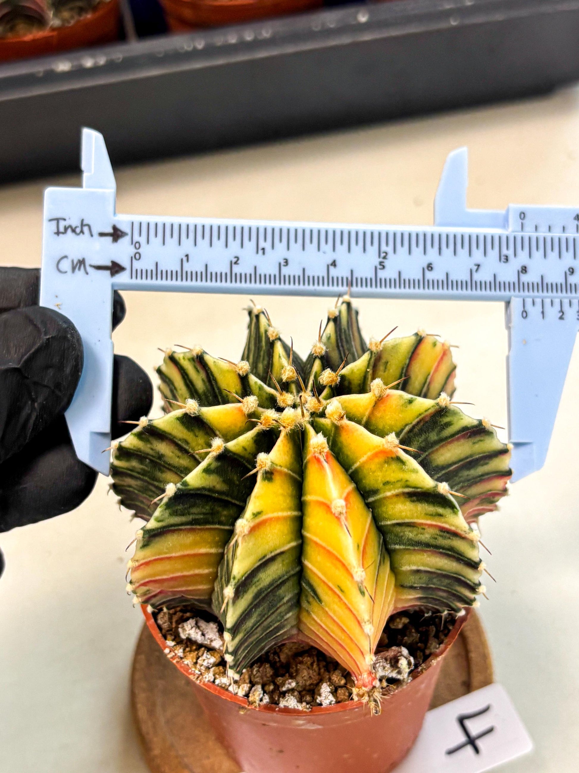 Gymnocalycium Lb Hybrid (gy4) (r4) | Mature Cactus