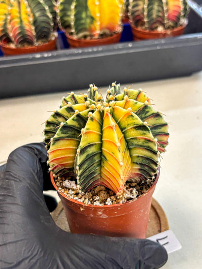 Gymnocalycium Lb Hybrid (gy4) (r4) | Mature Cactus