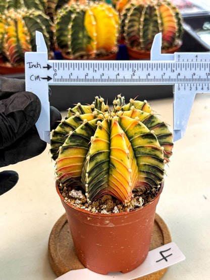 Gymnocalycium Lb Hybrid (gy4) (r4) | Mature Cactus