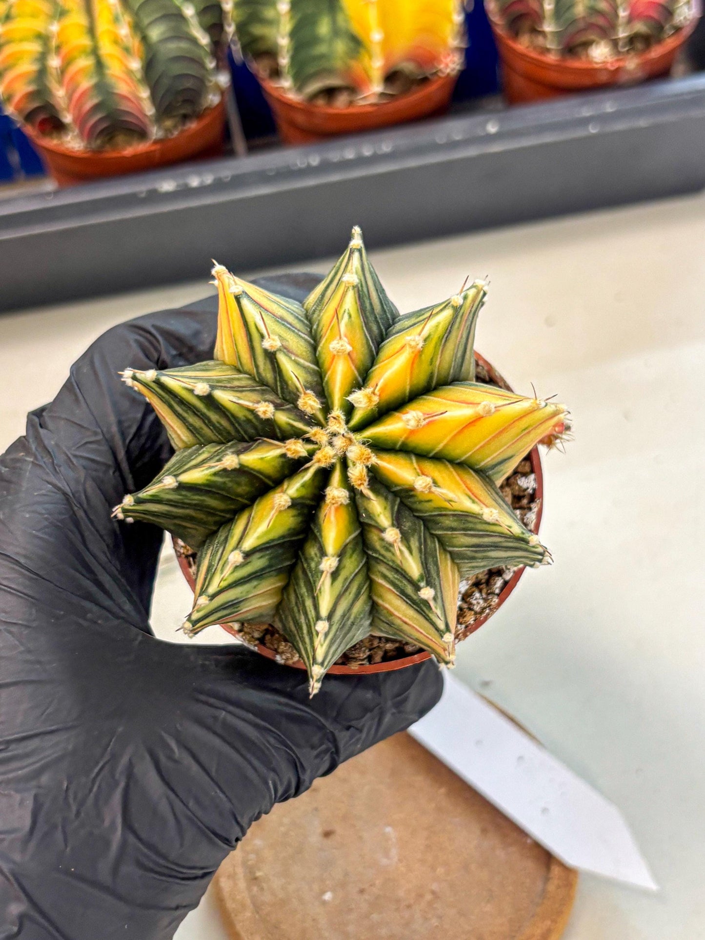Gymnocalycium Lb Hybrid (gy4) (r4) | Mature Cactus