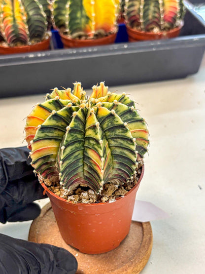 Gymnocalycium Lb Hybrid (gy4) (r4) | Mature Cactus