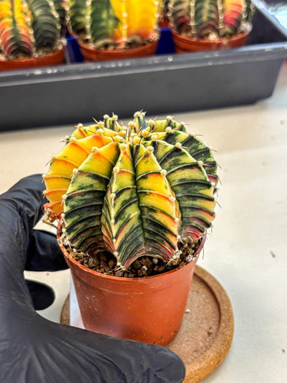 Gymnocalycium Lb Hybrid (gy4) (r4) | Mature Cactus