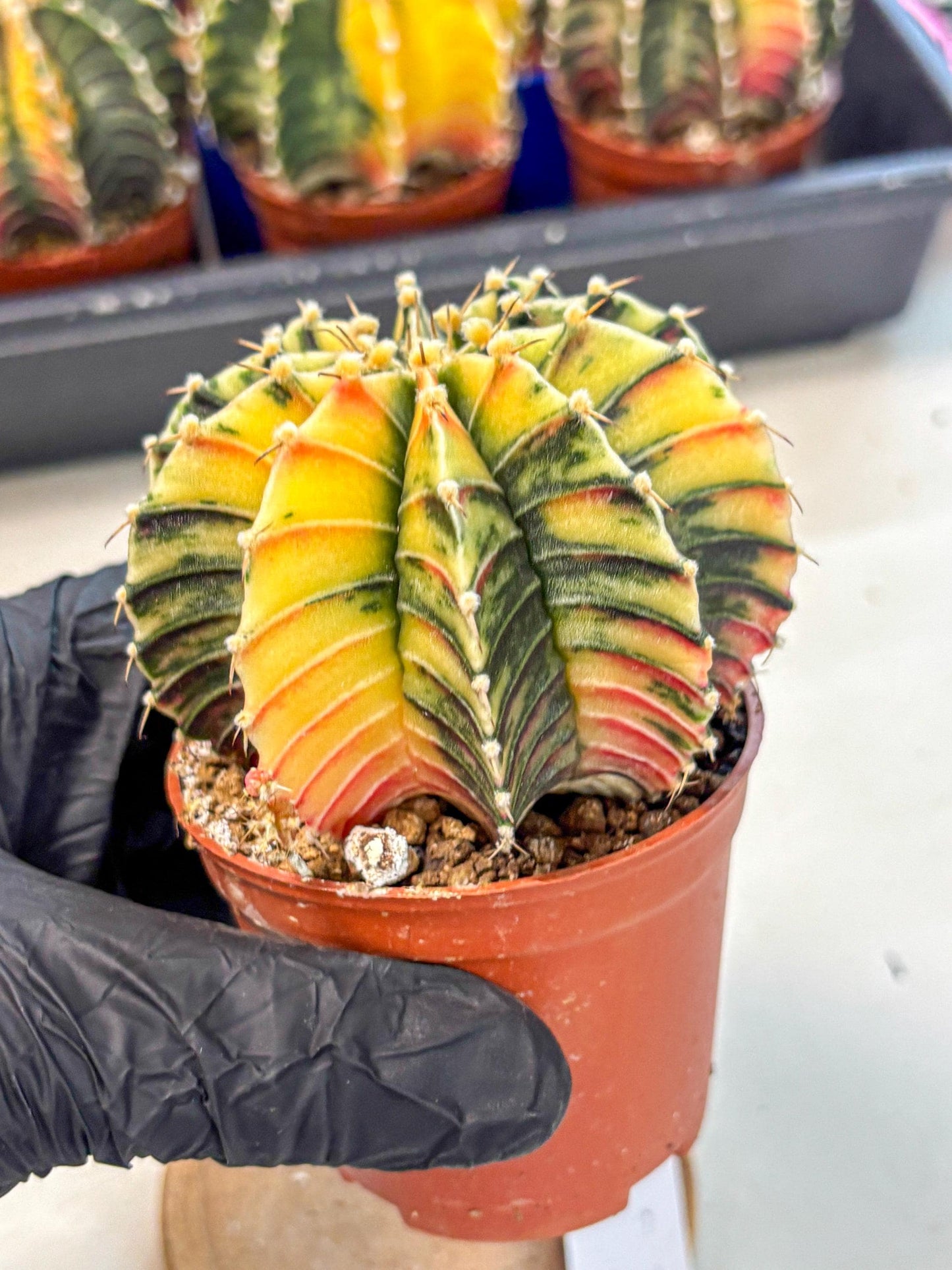 Gymnocalycium Lb Hybrid (gy4) (r4) | Mature Cactus
