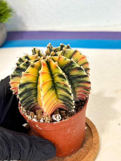 Gymnocalycium Lb Hybrid (gy4) (r4) | Mature Cactus