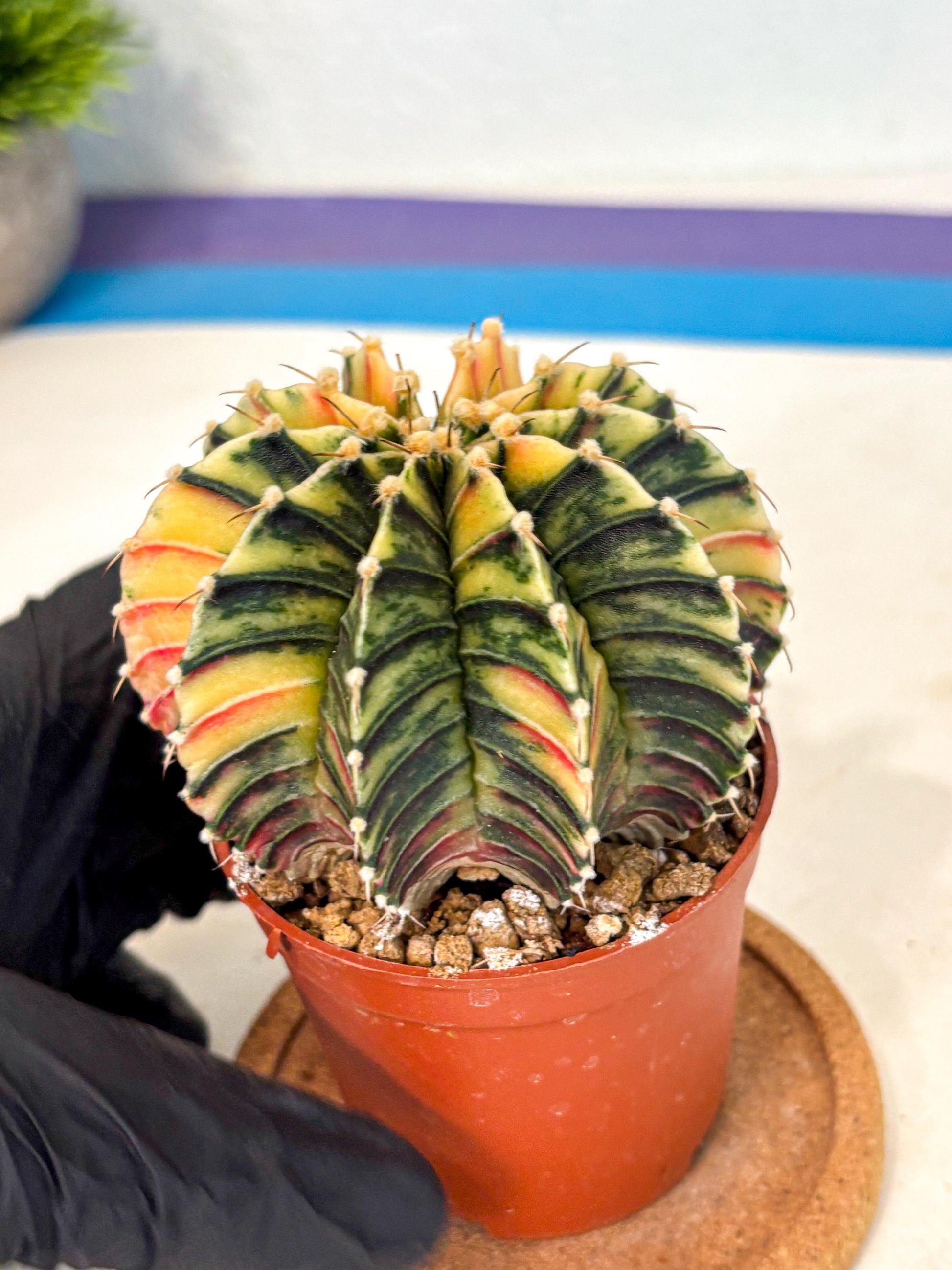 Gymnocalycium Lb Hybrid (gy4) (r4) | Mature Cactus
