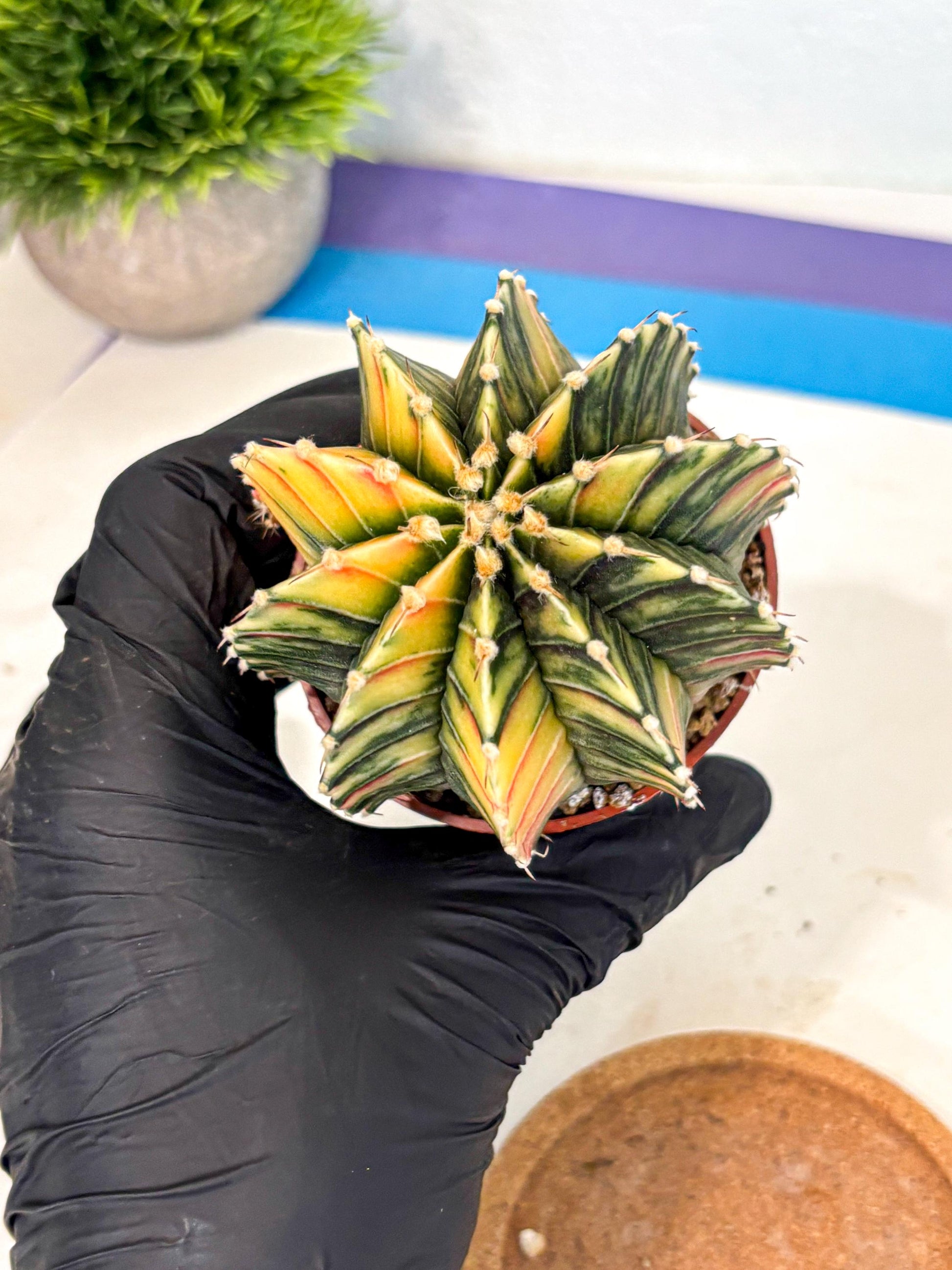Gymnocalycium Lb Hybrid (gy4) (r4) | Mature Cactus