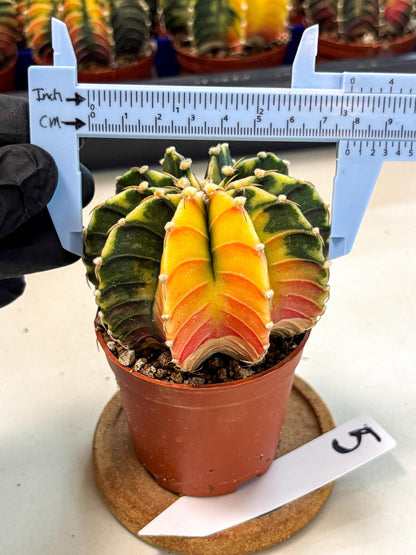 Gymnocalycium Lb Hybrid (gy4) (r5) | Mature Cactus