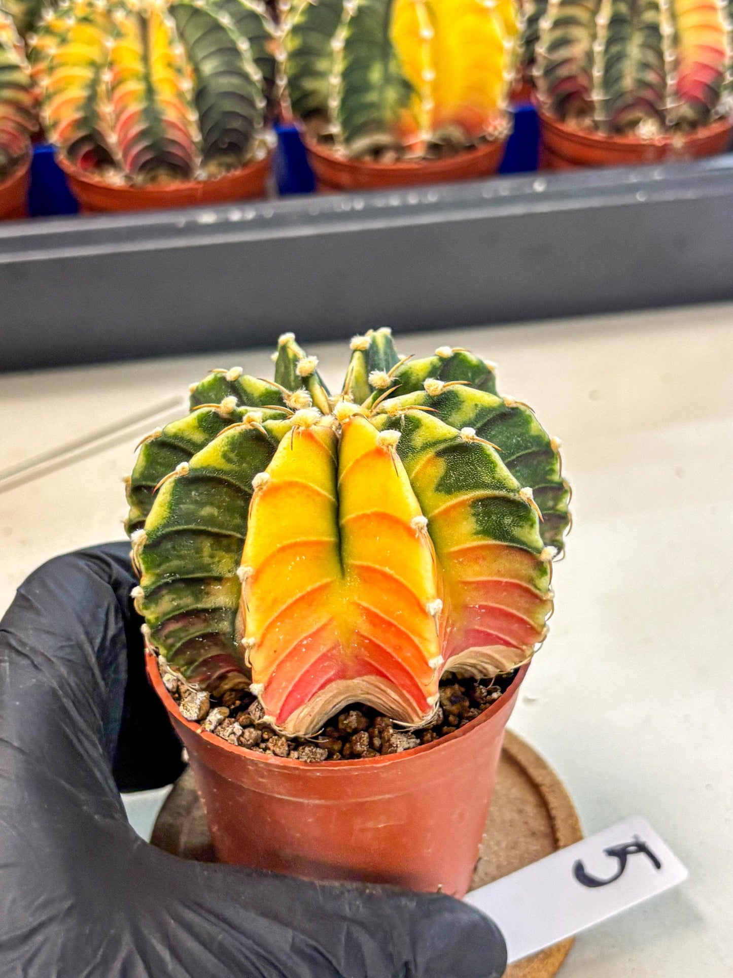 Gymnocalycium Lb Hybrid (gy4) (r5) | Mature Cactus