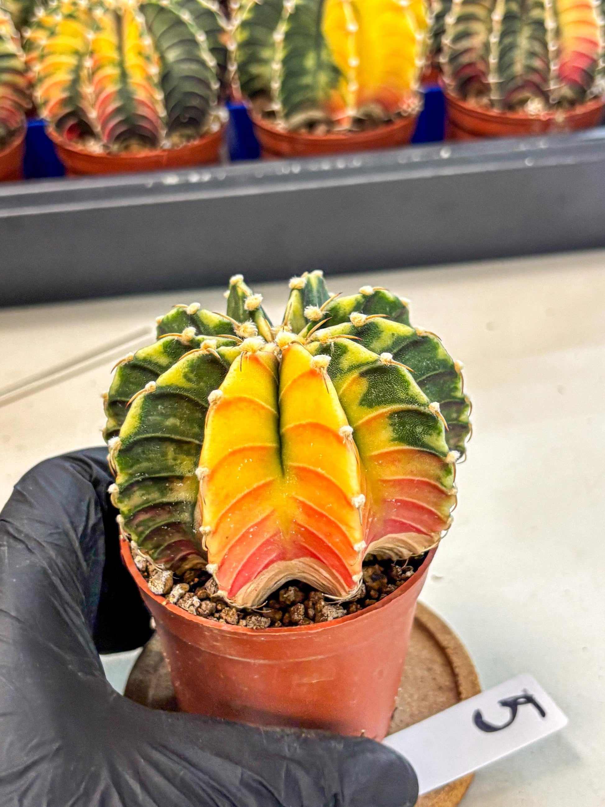Gymnocalycium Lb Hybrid (gy4) (r5) | Mature Cactus