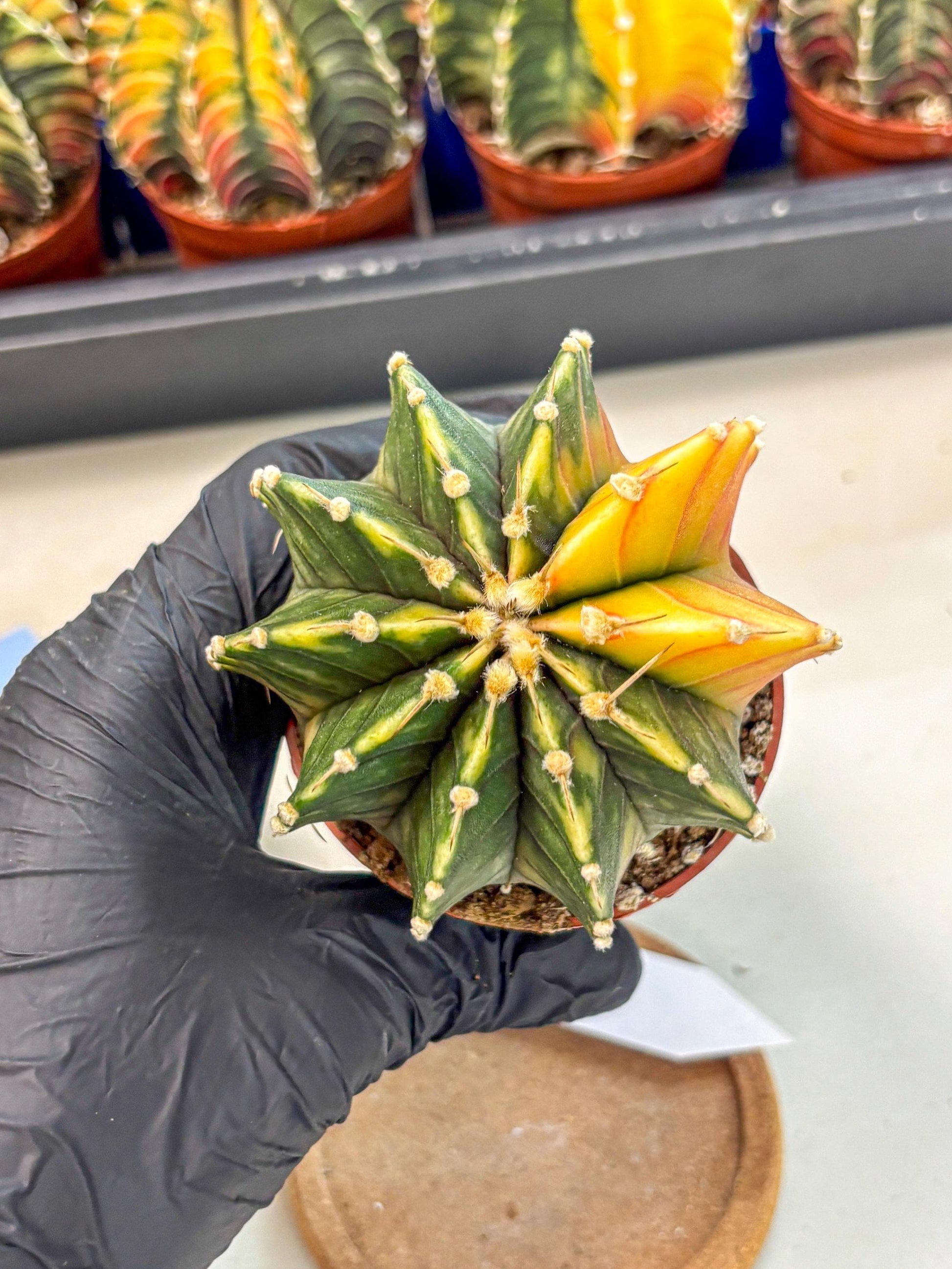 Gymnocalycium Lb Hybrid (gy4) (r5) | Mature Cactus