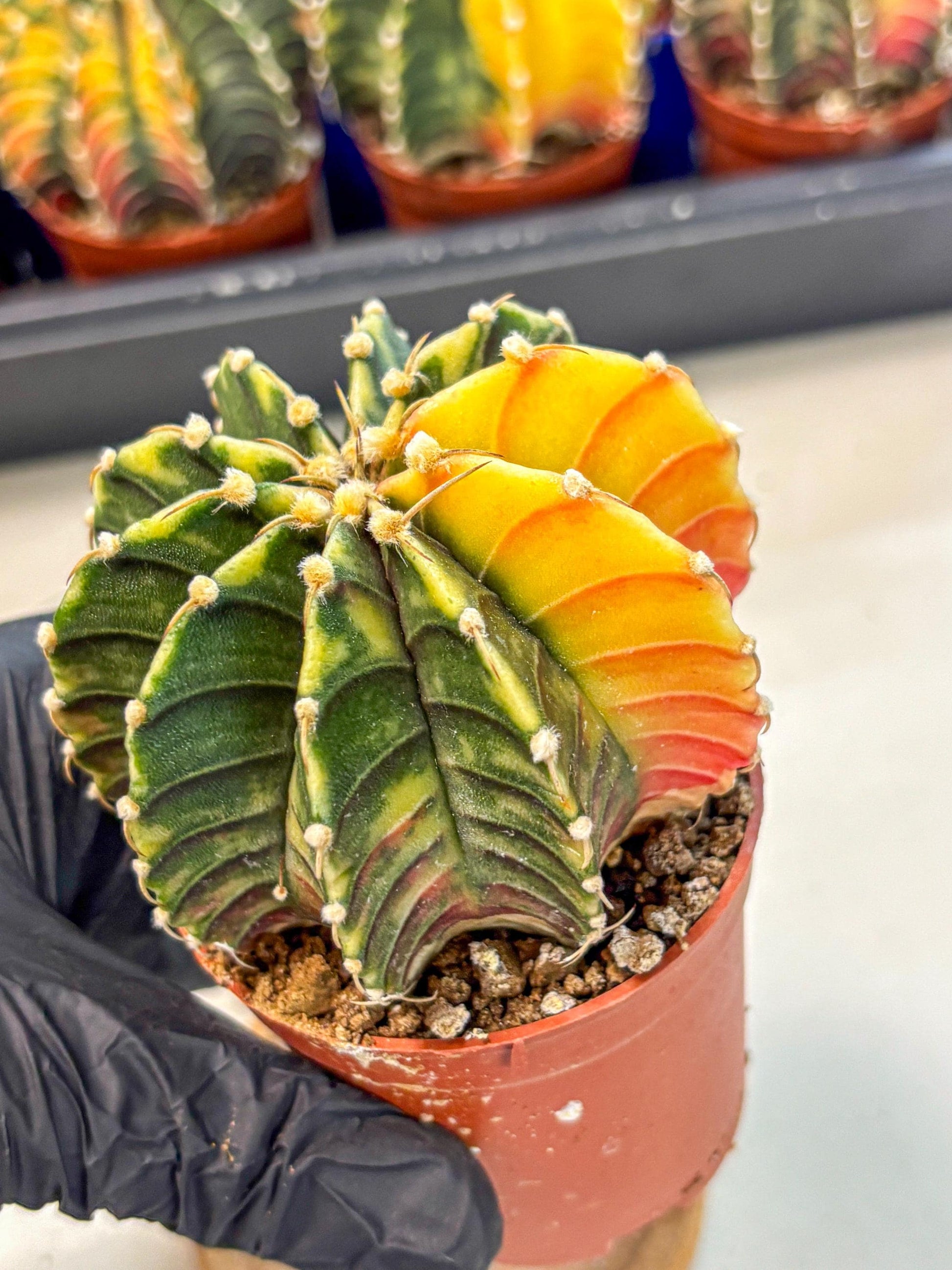 Gymnocalycium Lb Hybrid (gy4) (r5) | Mature Cactus