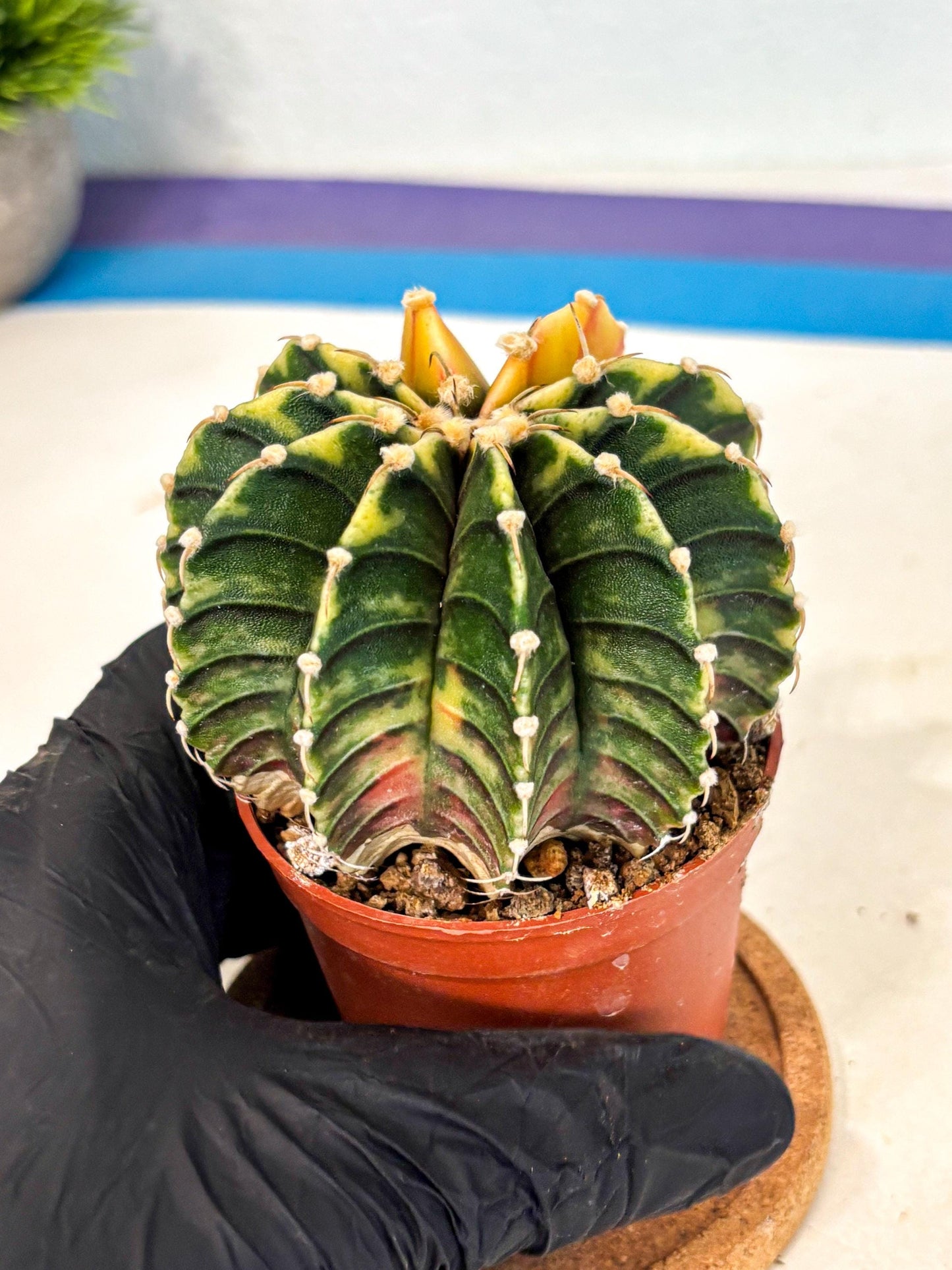 Gymnocalycium Lb Hybrid (gy4) (r5) | Mature Cactus