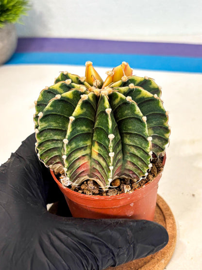 Gymnocalycium Lb Hybrid (gy4) (r5) | Mature Cactus