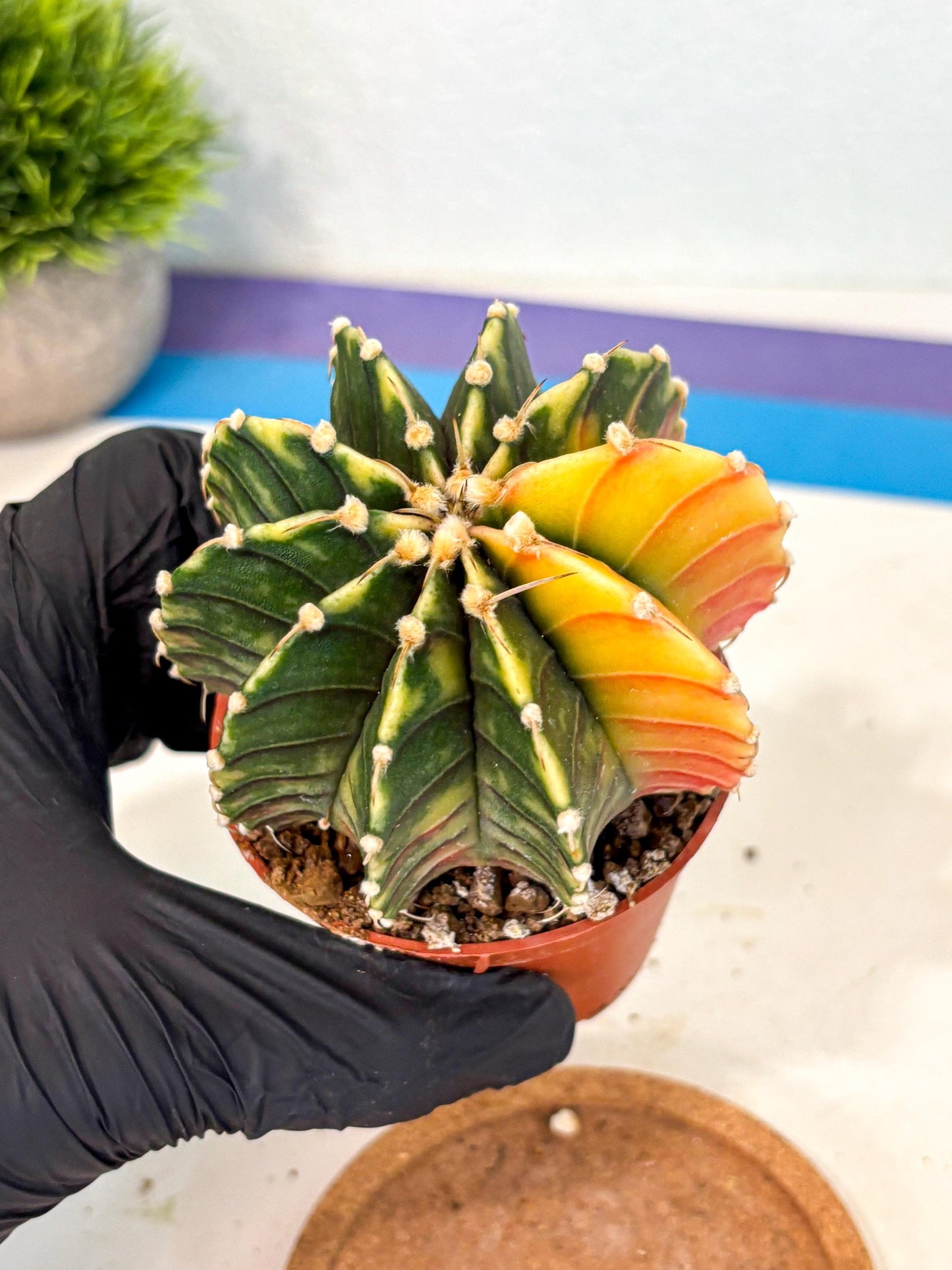 Gymnocalycium Lb Hybrid (gy4) (r5) | Mature Cactus